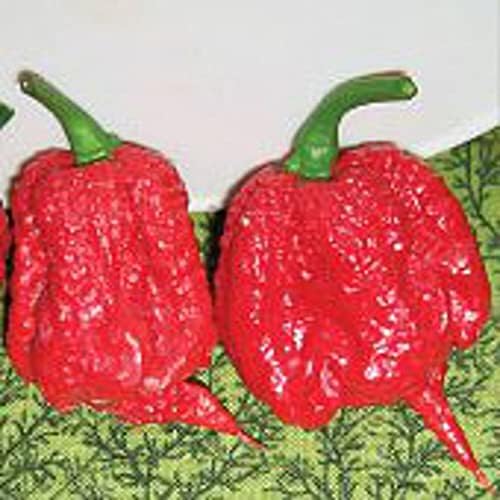 Каролина Reaper Топла Пиперки (Црвена) Светот е Најжешките Пипер Семе (20+ Семиња) | Не ГМО | Зеленчук Овошје Билка Цветни Семиња,