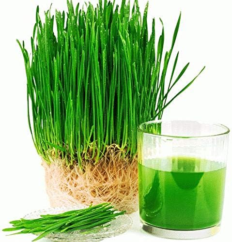 Wheatgrass Семе за Sprouting Microgreens,16 оз Богат Извор на Витамини и Минерали и Здравје-Промовирање на Хранливи материи! КУЛ